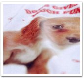 ペットの写真入りTシャツ